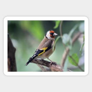 Goldfinch Sticker